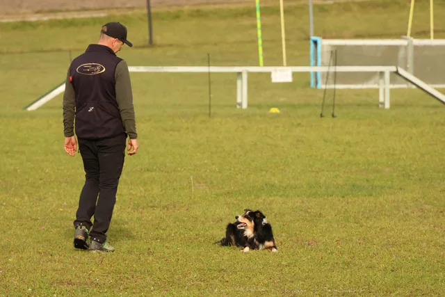 Hund wartet aufmerksam auf dem Trainingsplatz
